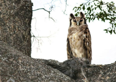 Eagle Owl of Kapama