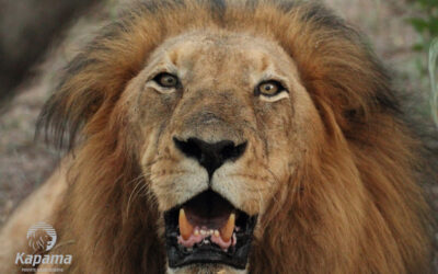 A Fallen King – Kapama Legend
