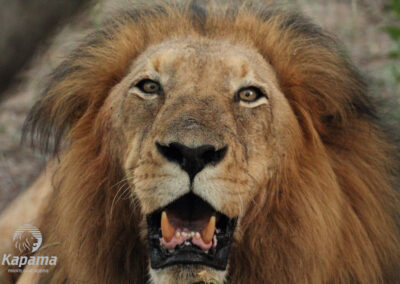Kapama male lion