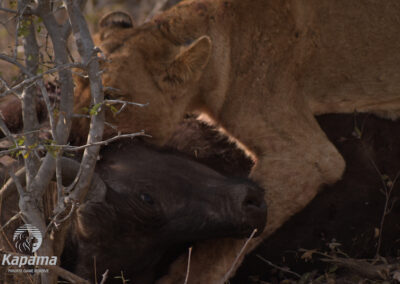 lion attached buffalo