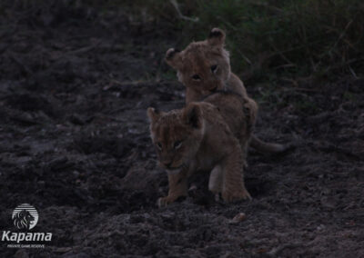 Lion cubs playing