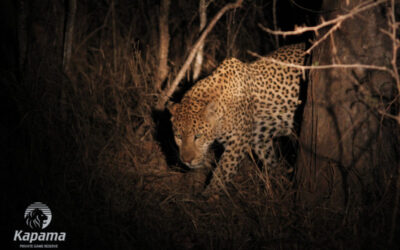 Of All the African Tales…..