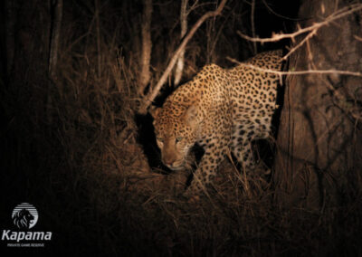 Leopard on the ground