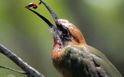 Bird, Birder, Birding!