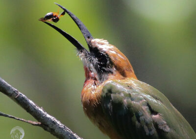 White fronted bee eater bird