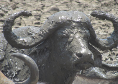 Big 5 Kapama buffalo