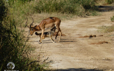 Jackal on a Hunt