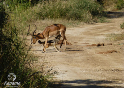 Impala jackal