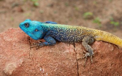 Tree Agama