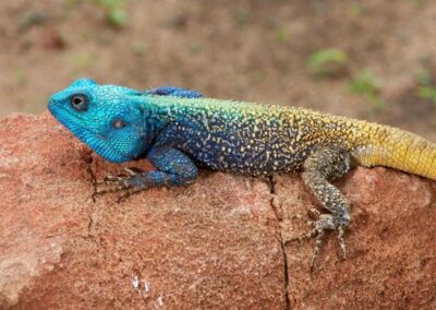 Tree agama