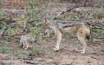 Day of the Jackal