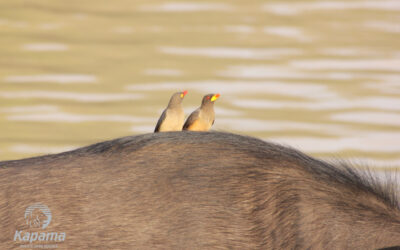 A Small Surprise on a Big Buffalo