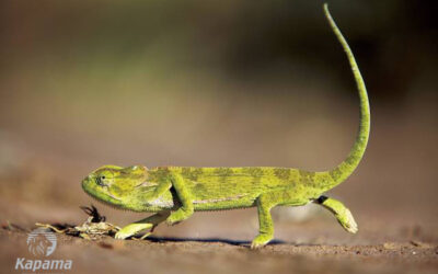 The Chameleon