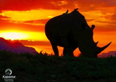 Kapama conservation