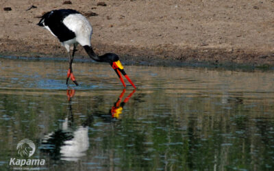 Endangered Big 6 Bird