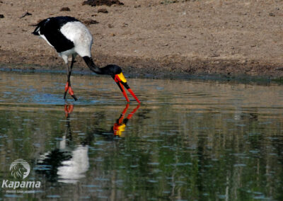 Saddle-billed stork - Kapama