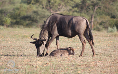 Wildebeest calf – Watch it being born