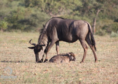 Kapama blue wildebeest and calf