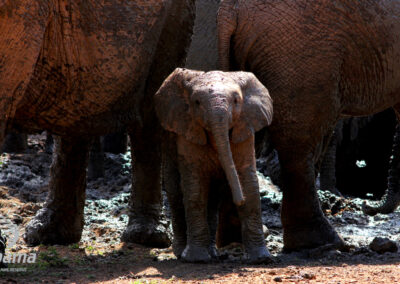 kapama elephants in mud 4