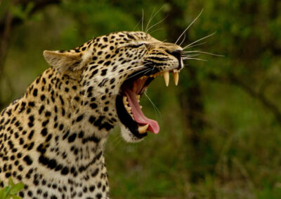 Leopard Yawn