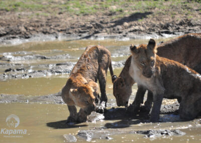 Kapama Lion Cubs