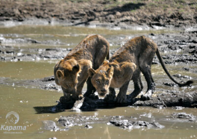 Kapama Lion cubs