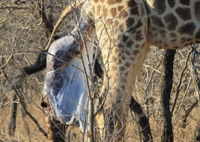Giraffe Birth