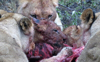 The King of the Bushveld