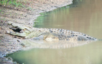 Crocodile Surprise