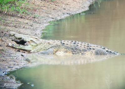 crocodile kapama