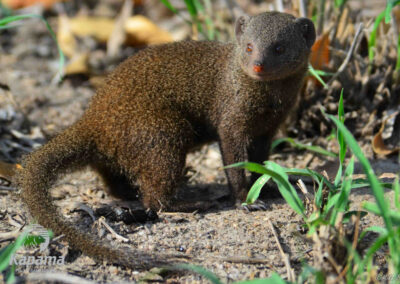Kapama dwarf mongoose