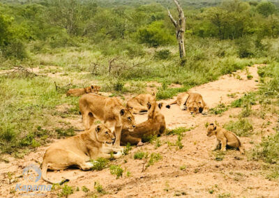 Kapama lions