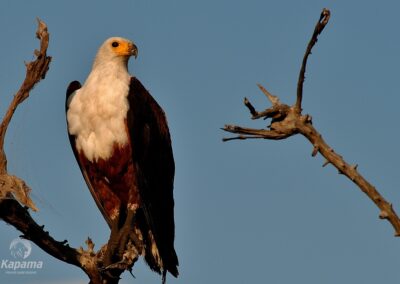 Kapama fish eagle