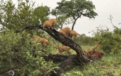 Rainy Lions