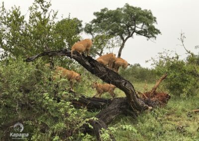 Kapama lions