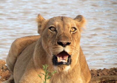 Kapama lion