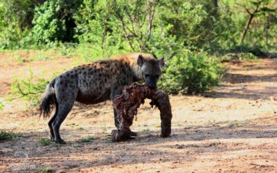 The Fight For Food