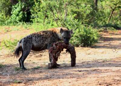 Kapama Hyena