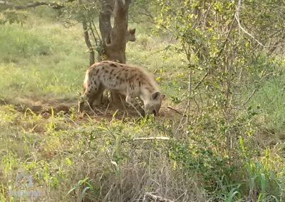 Hyena