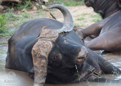 Kapama buffalo wallowing