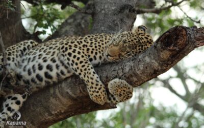 Relaxed Leopard Tracking