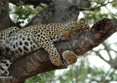 Kapama leopard