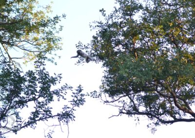 Vervet monkey 4 Kapama
