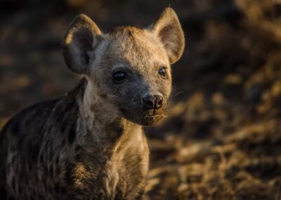 kapama hyena cub den