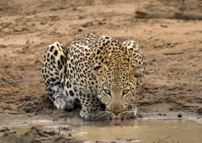 Leopard drinking Kapama
