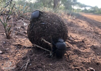 dung beetle2