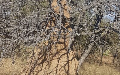 What are the Huge Mounds on the side of the Road?