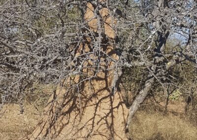 Kapama termite mound