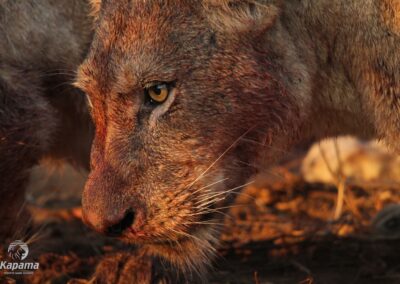 Kapama Lion Kill