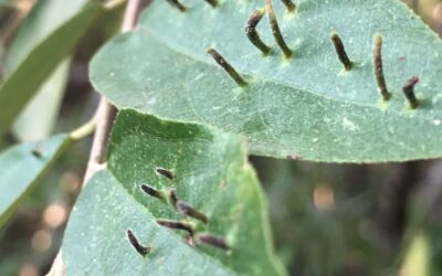 Do you have the gall?